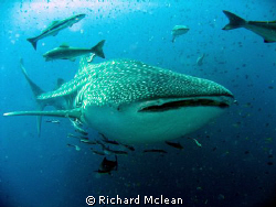 This was in April at SW Pinnacle in Gulf of Thai'. I got ... by Richard Mclean 